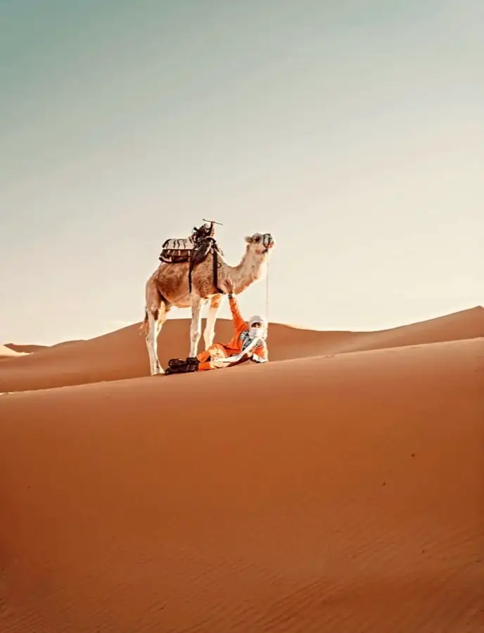 Camel resting on a sand dune in Erg Chebbi